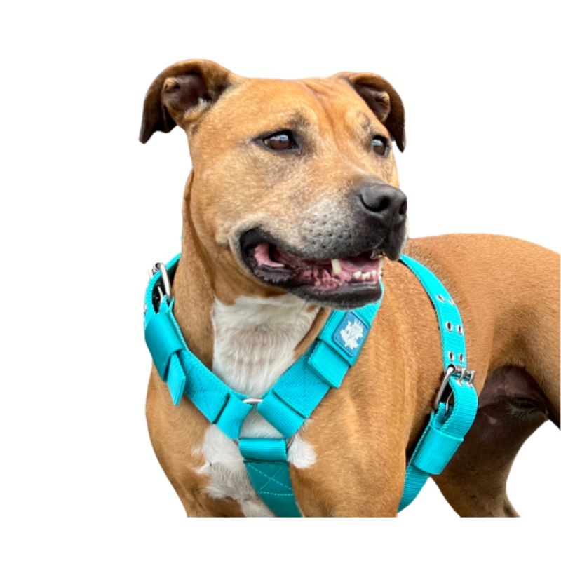 Turquoise-dog-harness