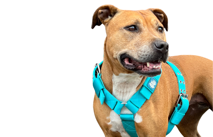 SUPATUFF® Strong Dog Harness Heavy Duty - Turquoise