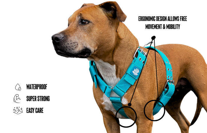 turquoise dog harnesses