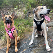Dog Harness - Active X Pink