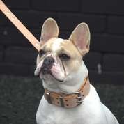 Hand Made Leather Dog Collar - Buckskin Rogue "RuffNeck" Studded (Wide Fit)
