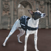 Small Dog Harness - Quick Fit Black - On Sale