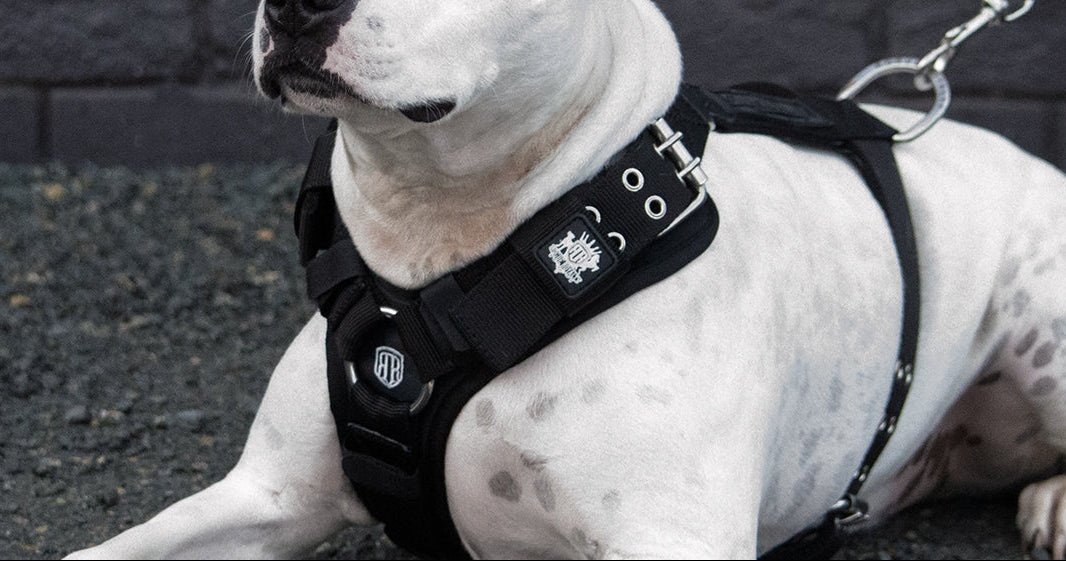 MEDIUM DOG HARNESSES