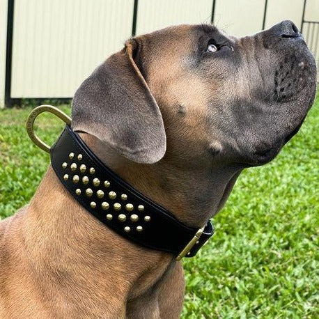 Black and Brass Leather Dog Collar displaed on large dog.