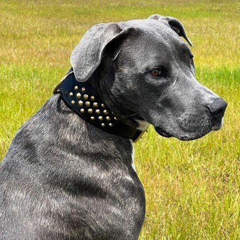 Black and Brass Leather Dog Collar - On neck of large dog