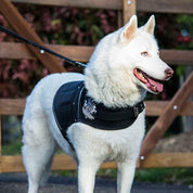 Canine Vest
