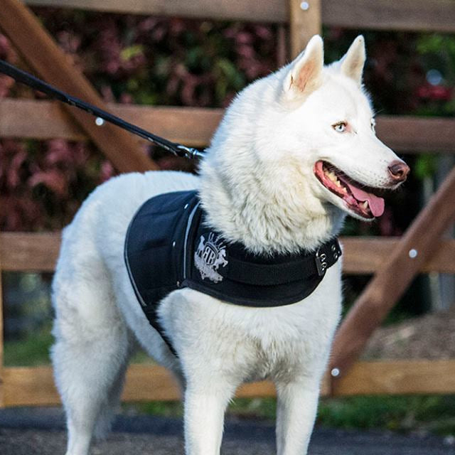 Canine Vest