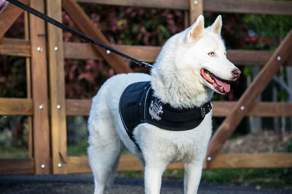 Canine Vest