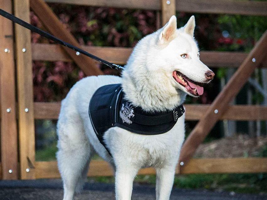 Front view of White Siberian Husky  wearing Rogue Royalty weight vest  for dogs.