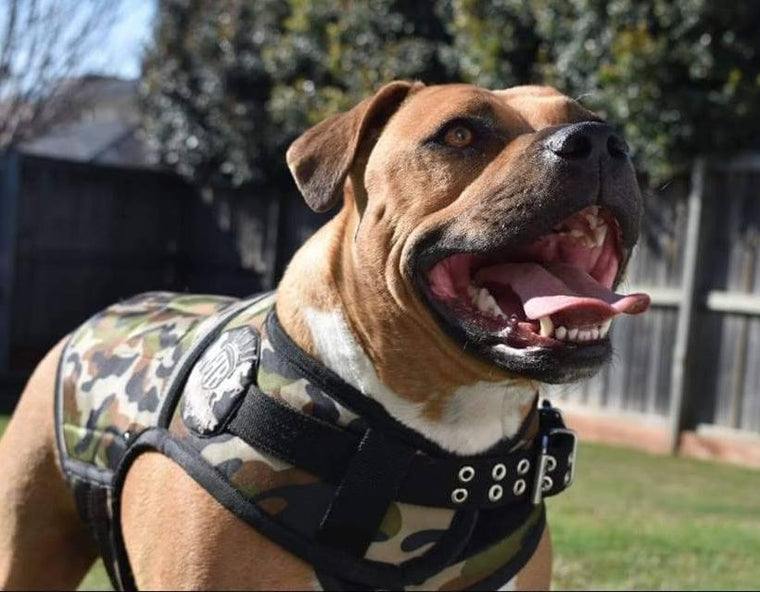 camo weight vest on dog