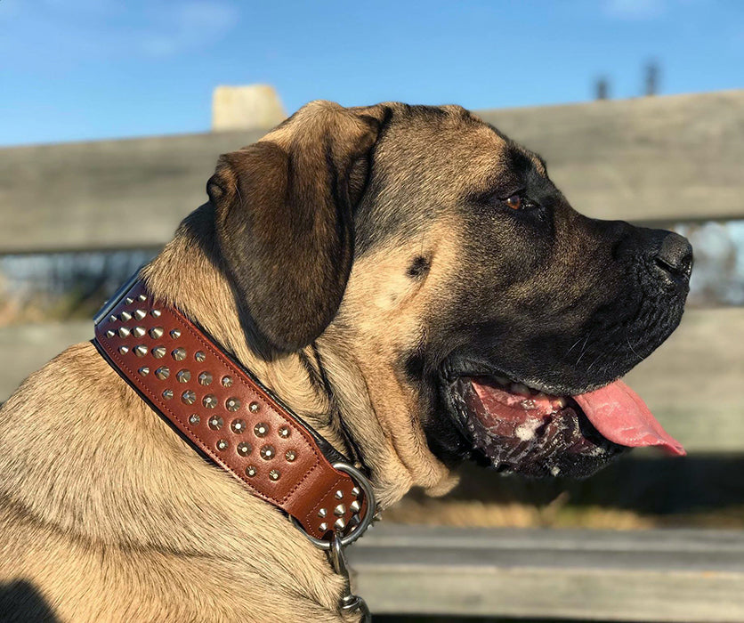 Rogue RuffNeck Brown Silver Dog Collar with Studs – Rogue Royalty