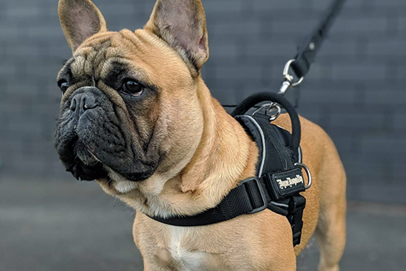 Black Quickfit dog harness made for French bulldog