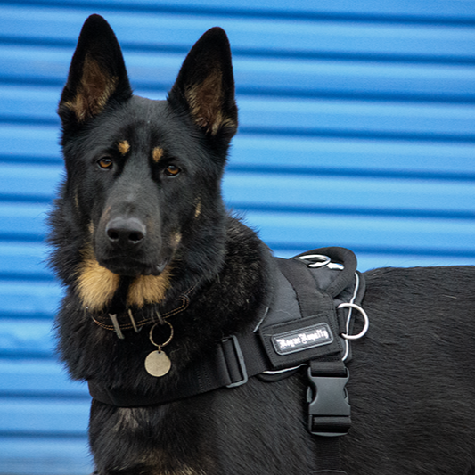 Black Quickfit dog harness made for German Shepherd