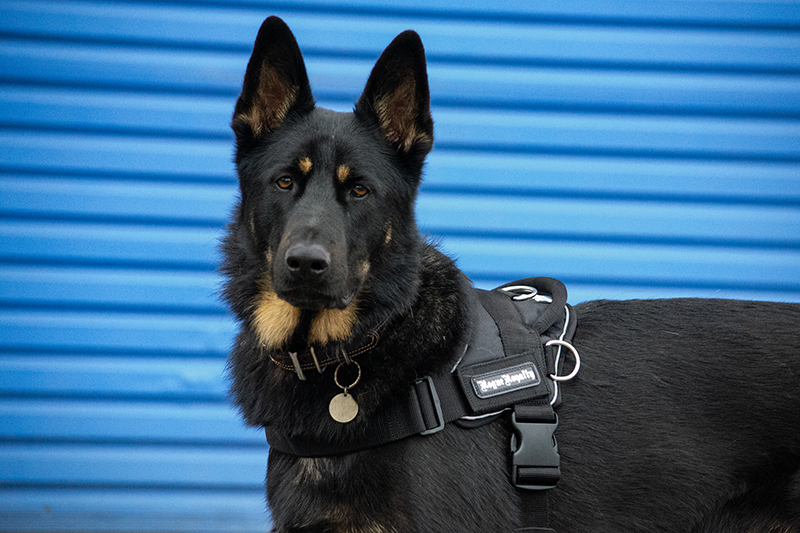 Black Quickfit dog harness made for German Shepherd