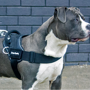Black Quickfit dog harness made for American Staffy