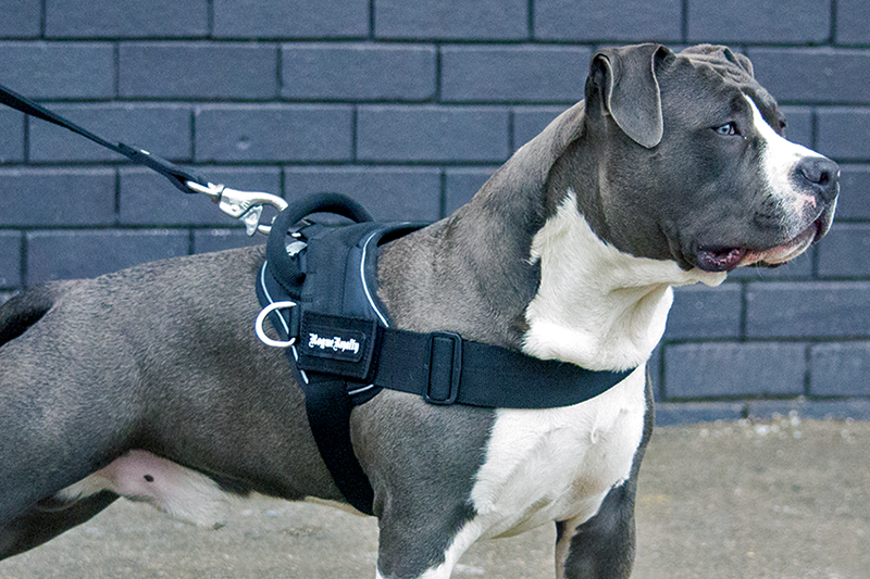 Black Quickfit dog harness made for American Staffy