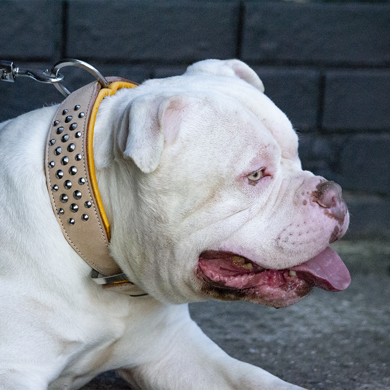 Hand Made Leather Dog Collar - Buckskin Rogue &quot;RuffNeck&quot; Studded