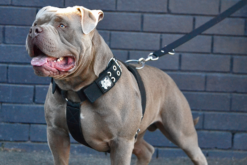 SupaTuff Black nylon Strong Dog Harness
