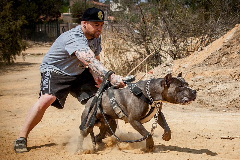 Best harness sales for american bully