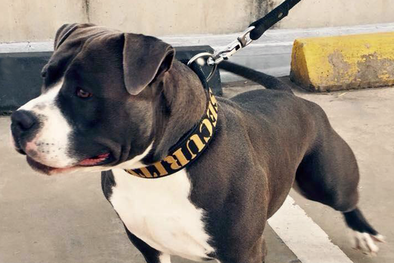 Bully dog in security dog collar