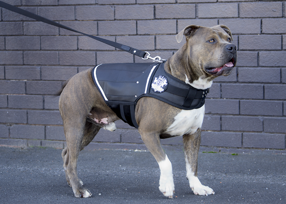 Black weight vest on muscular strong Amercian Staffordhsire Terrier.