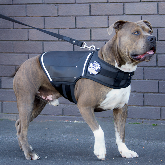 Black weight vest on muscular strong Amercian Staffordhsire Terrier.