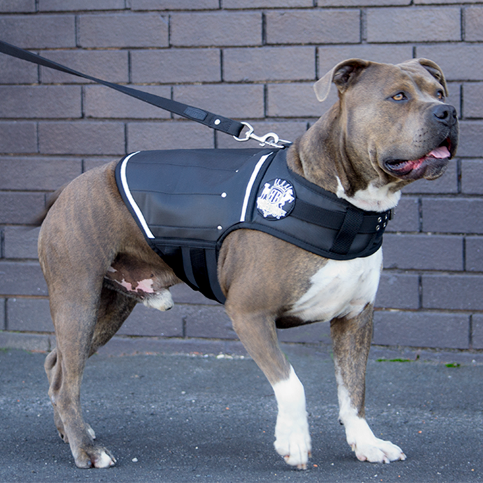 Black Weight Vest for Dogs – Rogue Royalty - Main Image