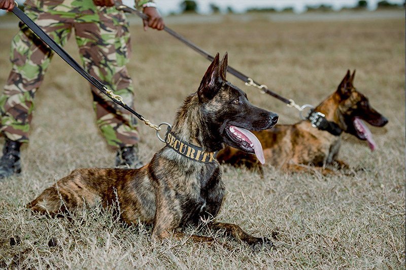 Black german shepherd in security dog collar