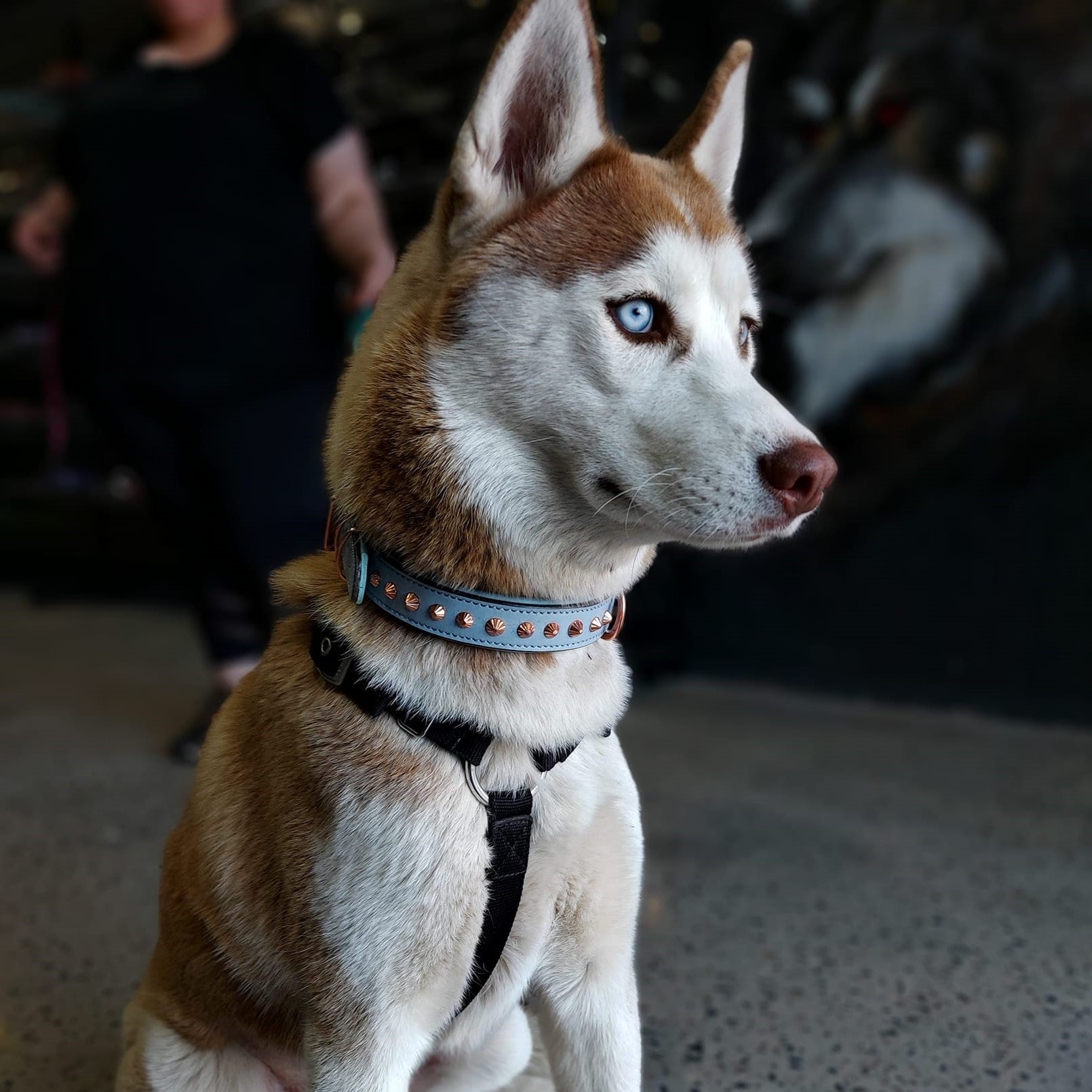 dog wearing Baby blue and rose gold collar