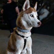 dog wearing Baby blue and rose gold collar