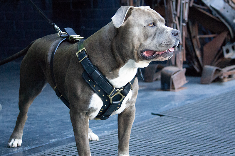 Leather Dog Harness -&quot;Attila&quot; Black/Brass + FREE Leather Balm!