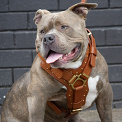 American Bully dog harness