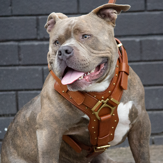 American Bully dog harness