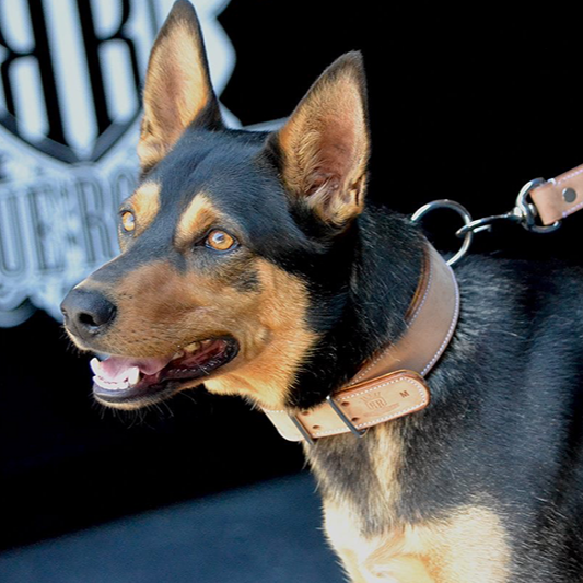 kelpie wearing a handmade bucksin leather dog collar