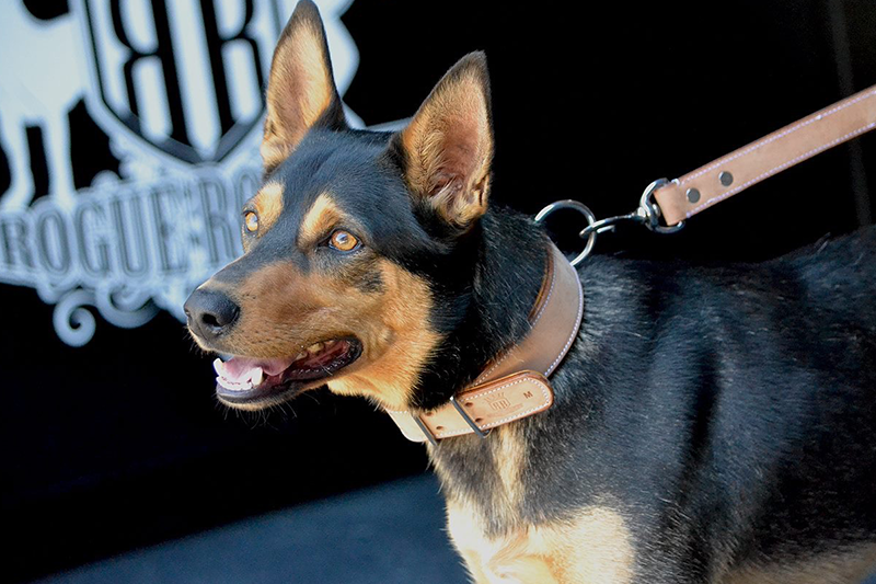 kelpie wearing a handmade bucksin leather dog collar