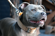 Staffy wearing a handmade bucksin leather dog collar