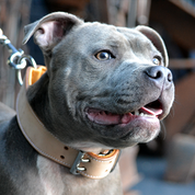 Staffy wearing a handmade bucksin leather dog collar