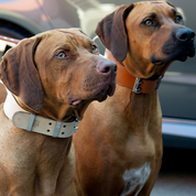 two large dogs in handmade leather dog collars