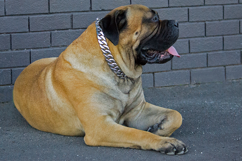 Boerboel wearing large 32mm wide cuban link big dog chain by Rogue Royalty 