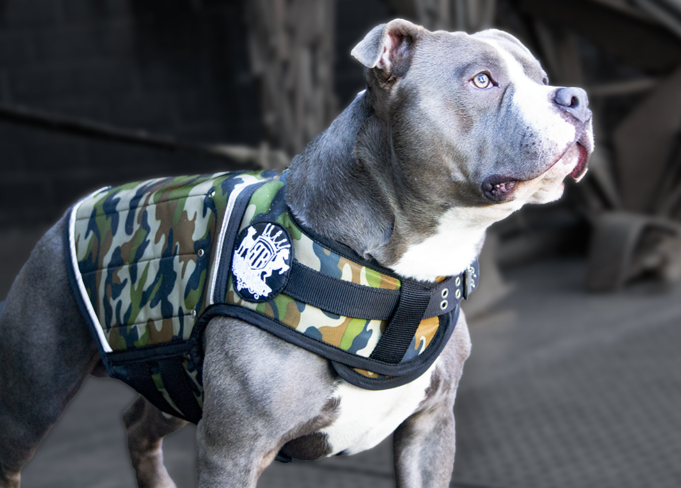 Camo weight vest on dog on American Bully