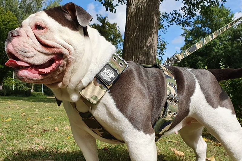 Bulldog wearing Strongest Dog Harness camouflage