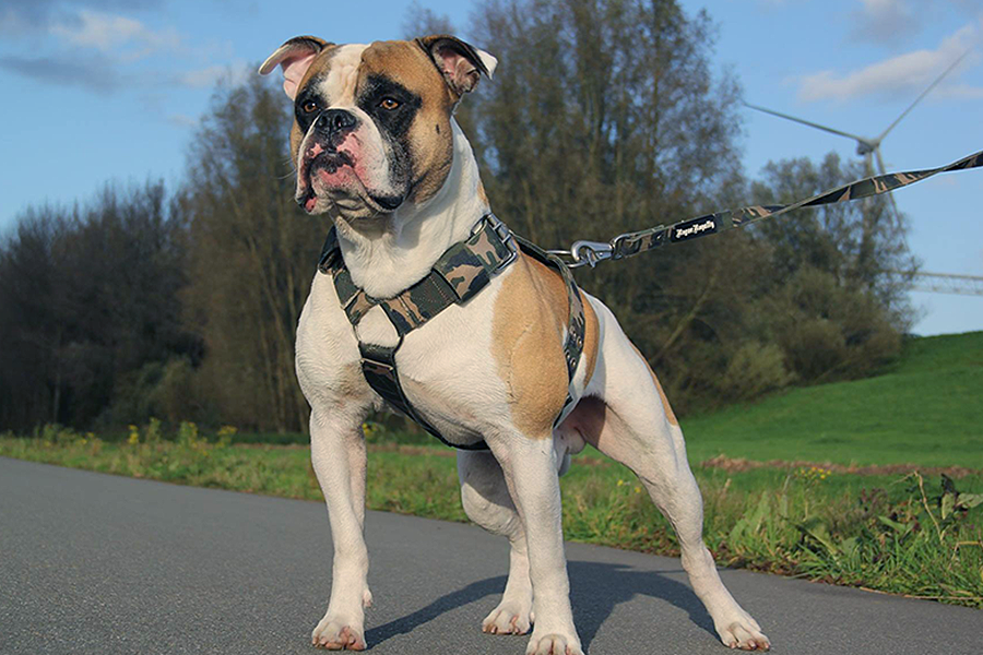 Strongest Dog Harness froon American bulldog