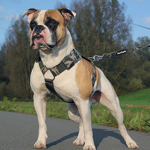 American bulldog harness online