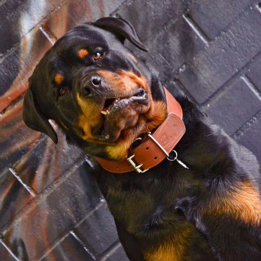 Strong brown Classic Collar on Rottweiler
