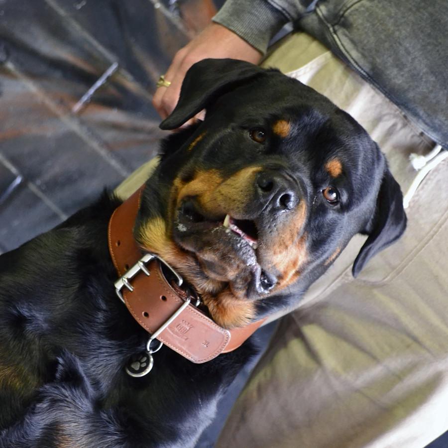 Rottweiler wearing strong leather collar for big dogs.