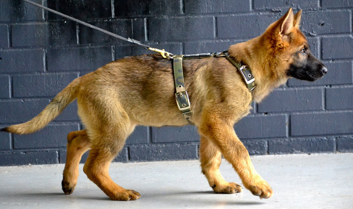 SUPATUFF® Dog Harness Camo (Slim Fit) + Free Leash Promo!