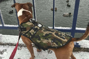 dog-jacket-camo