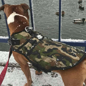 dog-jacket-camo