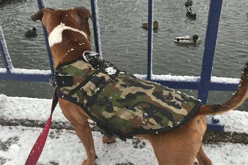 Rogue Active Dog Jacket - 'CAMO'