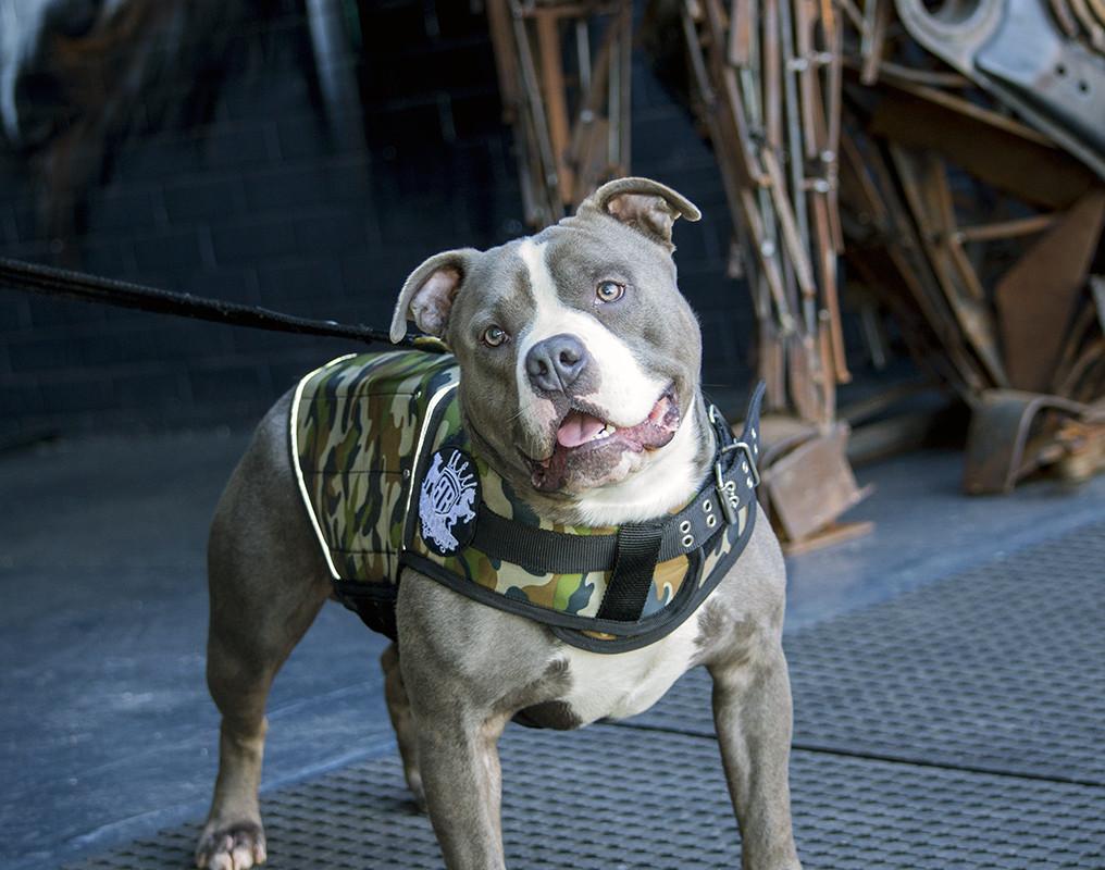 Front view of dog camo weight vest